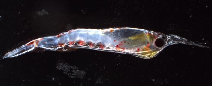 Det er vanskelig å artsbestemme krill fra bilder, for kjennetegnene til de forskjellige artene er ofte små og vanskelige å se uten å ha dyret mellom hendene. Men antagelig er dette en Thysanopoda. (Foto: Hanne Østli Jakobsen) Det er vanskelig å artsbestemme krill fra bilder, for kjennetegnene til de forskjellige artene er ofte små og vanskelige å se uten å ha dyret mellom hendene. Men antagelig er dette en Thysanopoda. (Foto: Hanne Østli Jakobsen)
