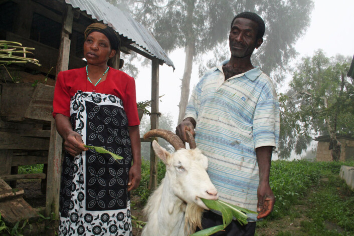 Jovita Joseph og Simforiani L. Mahenge er blant flere hundre småbønder i de grønne Ulugurufjellene i Tanzania som har tatt i bruk norske melkegeiter. Her tygger yndlingsgeita, ti år gamle Chama, fornøyd på maisblader. (Foto: Asle Rønning) Jovita Joseph og Simforiani L. Mahenge er blant flere hundre småbønder i de grønne Ulugurufjellene i Tanzania som har tatt i bruk norske melkegeiter. Her tygger yndlingsgeita, ti år gamle Chama, fornøyd på maisblader. (Foto: Asle Rønning)
