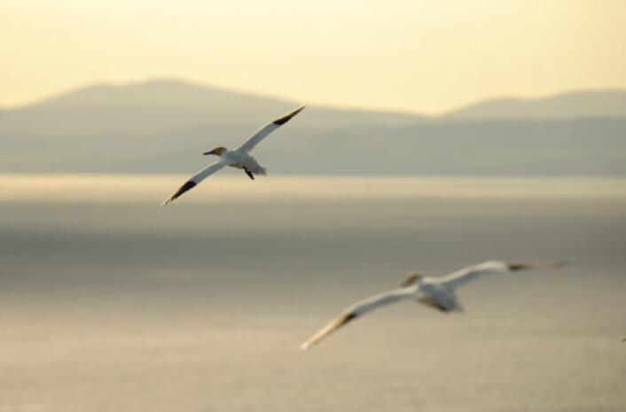 To havsuler fra skotske Ailsa Craig på vei mot fiskefelt. Disse har ingen andre havsulekolonier i nærheten og kan hente mat sørover i Irskesjøen og nordover mot Atlanterhavet. I nord må de imidlertid bøye unna for ikke å komme inn i fangstområdet til den store kolonien på St. Kilda i Hebridene. (Foto: Tom Warlow) To havsuler fra skotske Ailsa Craig på vei mot fiskefelt. Disse har ingen andre havsulekolonier i nærheten og kan hente mat sørover i Irskesjøen og nordover mot Atlanterhavet. I nord må de imidlertid bøye unna for ikke å komme inn i fangstområdet til den store kolonien på St. Kilda i Hebridene. (Foto: Tom Warlow)