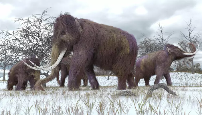 Mammuter var store, hårete beist. De var laget for å takle istid og kaldt klima. De ble utryddet for omtrent 4000 år siden.