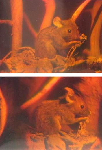 Hologram av mus, sett fra forskjellige vinkler. Bildet framkommer ved interferensmønstre med lyset som treffer hologrammet. (Foto: Georg-Johann Lay, Wikimedia Commons) Hologram av mus, sett fra forskjellige vinkler. Bildet framkommer ved interferensmønstre med lyset som treffer hologrammet. (Foto: Georg-Johann Lay, Wikimedia Commons)