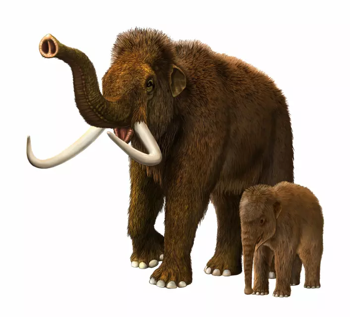 Store, friske mammuter var for store som bytter for en ganske liten sabelkatt. Men en baby-mammut var mye mer forsvarsløs.