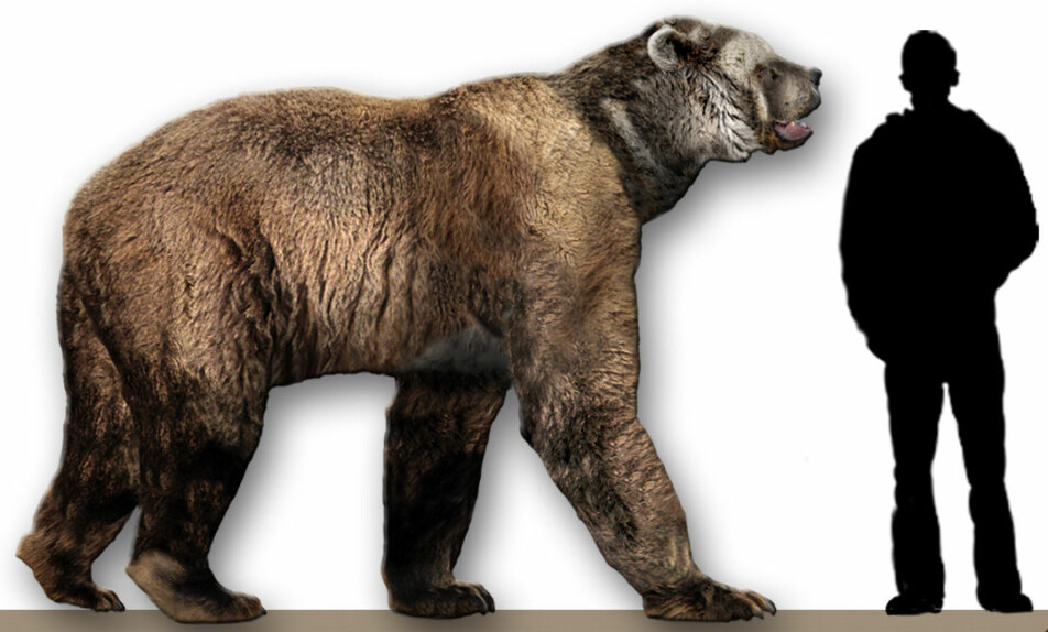 Short-faced bear sammenlignet med et menneske.
