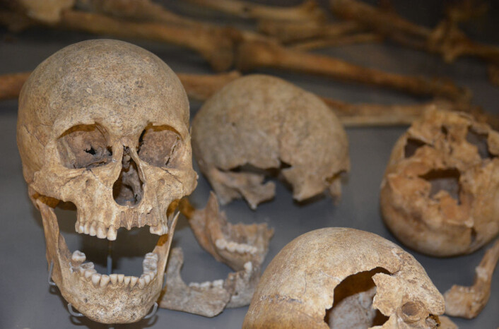 En grav med 54 skandinaver viser et vikingtokt i England rundt år 1000 som gikk svært galt, og endte med henrettelse. (Foto: Ida Kvittingen) En grav med 54 skandinaver viser et vikingtokt i England rundt år 1000 som gikk svært galt, og endte med henrettelse. (Foto: Ida Kvittingen)