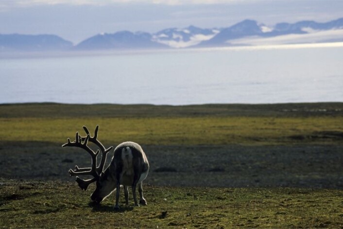 I følge klimarapportene forventes det i årene fremover varmere somre, mer mildvær og nedbør på vinterstid i Arktis, noe som også kan ramme reinsdyrene hardt. (Foto: Tor Ivan Karlsen / Norsk Polarinstitutt) I følge klimarapportene forventes det i årene fremover varmere somre, mer mildvær og nedbør på vinterstid i Arktis, noe som også kan ramme reinsdyrene hardt. (Foto: Tor Ivan Karlsen / Norsk Polarinstitutt)