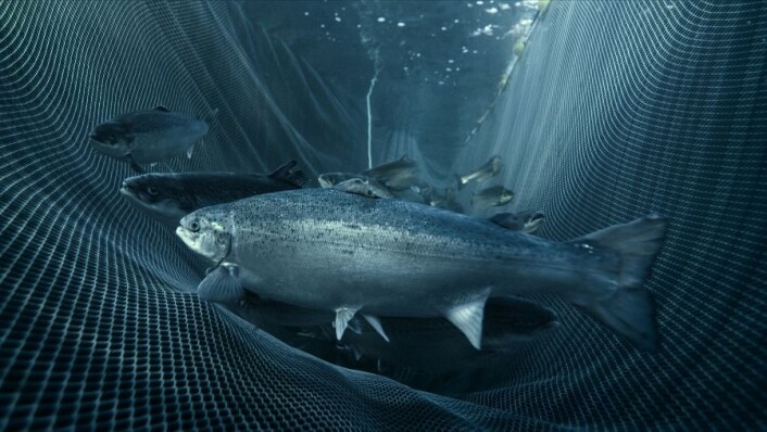 Den fullstendige oversikten over laksens arvemateriale åpner for uendelig mange muligheter til å forske videre på Norges viktigste husdyr. (Foto: Marine Harvet) Den fullstendige oversikten over laksens arvemateriale åpner for uendelig mange muligheter til å forske videre på Norges viktigste husdyr. (Foto: Marine Harvet)