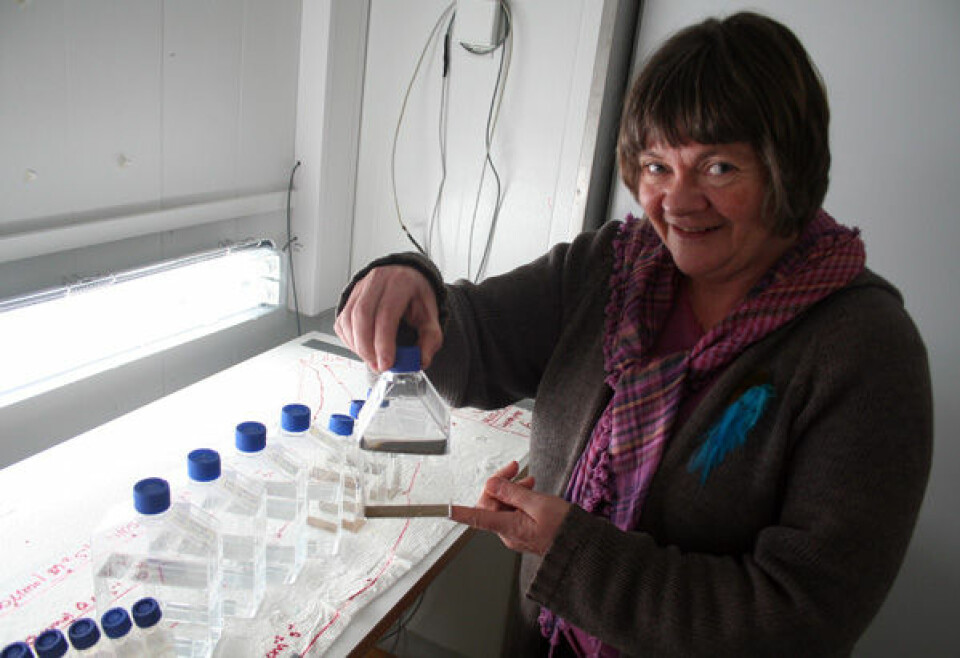 Else Nøst Hegseth ved Universitetet i Tromsø dyrker fram alger fra vinterdvale på havbunnen. Flaskene inneholder prøver fra Rijpfjorden på Svalbard. (Foto: Asle Rønning)