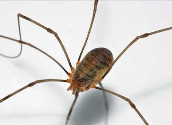 Gulrotvevkjerring (Opilio canestrinii). Risikokategori: Svært høy risiko. (Foto: Roar Frølandshagen og Stefan Olberg) Gulrotvevkjerring (Opilio canestrinii). Risikokategori: Svært høy risiko. (Foto: Roar Frølandshagen og Stefan Olberg)