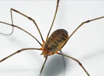 Gulrotvevkjerring (Opilio canestrinii). Risikokategori: Svært høy risiko. (Foto: Roar Frølandshagen og Stefan Olberg) Gulrotvevkjerring (Opilio canestrinii). Risikokategori: Svært høy risiko. (Foto: Roar Frølandshagen og Stefan Olberg)