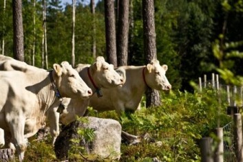 Ammekyr på skogsbeite, Sande i Vestfold. (Foto: Hanne M. Wam, Bioforsk) Ammekyr på skogsbeite, Sande i Vestfold. (Foto: Hanne M. Wam, Bioforsk)