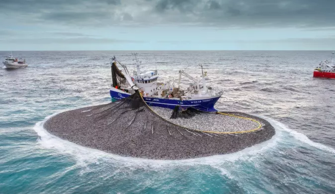 This is what it looks like when a purse seine is pulled tight around a school of fish. The photo shows fishing vessel Jøkul catching herring at Buagrunnen.