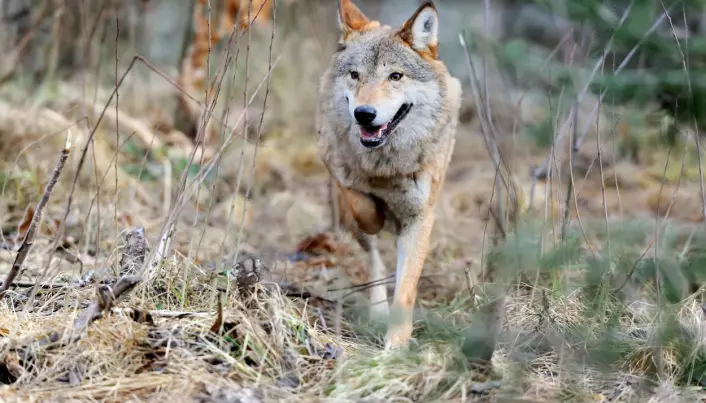 Forskeren vet mye om ulv, men har aldri sett en ute i naturen.