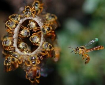 Supersoldatene sitter trofaste på sin post ved inngangen. (Foto: University of Sussex) Supersoldatene sitter trofaste på sin post ved inngangen. (Foto: University of Sussex)