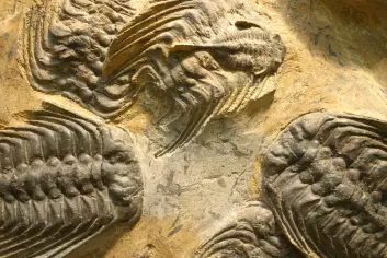 Trilobittene trakk sine siste åndedrag i tidsalderen perm. Sannsynligvis fikk de seg to slag i trynet fra naturen, som til sammen ble deres endelikt. (Foto: Kevin Walsh/Flickr Creative Commons)