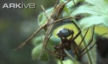 Hannen er i ferd med å gi den hvite rundingen - gaven - til sin utkårende. Sannsynligvis ender det hele i en hyrdestund. (Foto: skjermdump fra YouTube) Hannen er i ferd med å gi den hvite rundingen - gaven - til sin utkårende. Sannsynligvis ender det hele i en hyrdestund. (Foto: skjermdump fra YouTube)