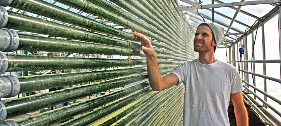 "Inne i rørene vokser algene som gir Omega-3. Masterstudent Anstein Freberg ved Universitetet for miljø- og biovitenskap trives godt i veksthuset. Foto: Eivind Norum, UMB"