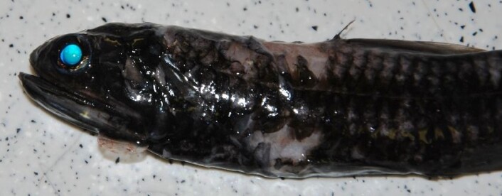 Den bathypelagiske sonen er området fra 1000 til 4000 meters dyp. Det forteller noe om hvor denne fisken, fra bathylagidae-familien, lever. I havet ser fisken langt freshere ut, men her har trålen fart hardt med den. (Foto: Hanne Østli Jakobsen) Den bathypelagiske sonen er området fra 1000 til 4000 meters dyp. Det forteller noe om hvor denne fisken, fra bathylagidae-familien, lever. I havet ser fisken langt freshere ut, men her har trålen fart hardt med den. (Foto: Hanne Østli Jakobsen)