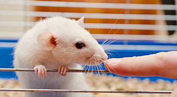Periodisk faste hindret høyt blodtrykk hos rotter