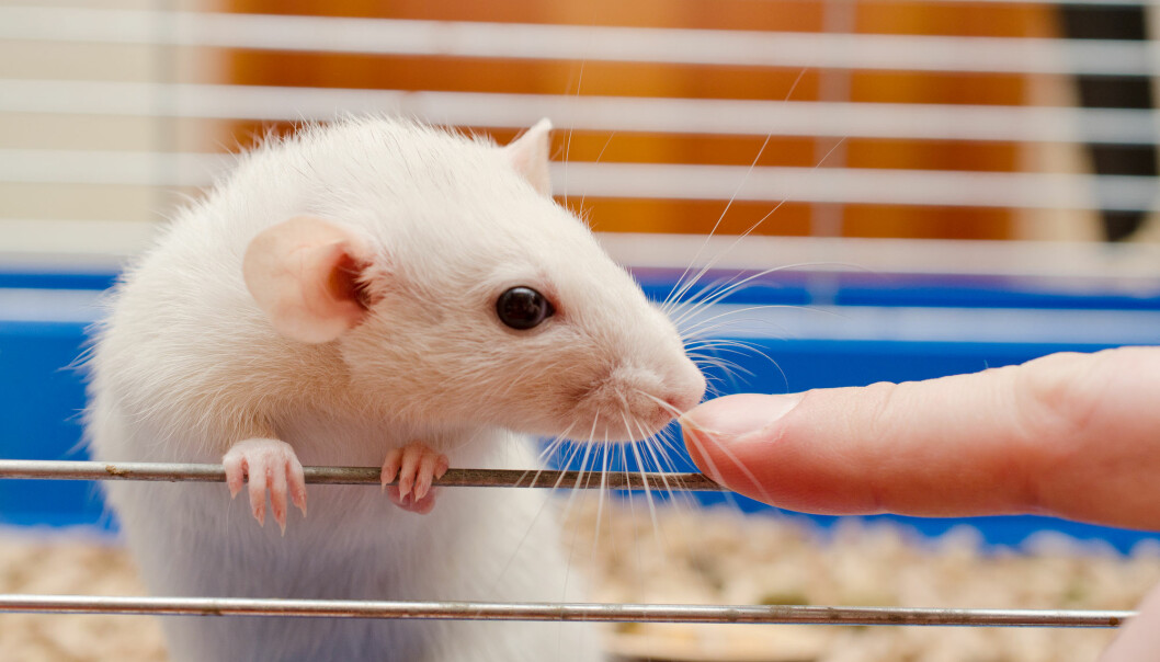 Forskerne kunne gi rotter høyt blodtrykk ved å overføre bakterieflora fra andre dyr.