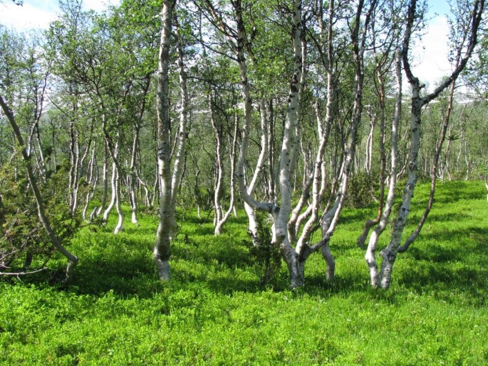 Bjørk (Betula pubescens). (Foto: Erkki Rauvala) Bjørk (Betula pubescens). (Foto: Erkki Rauvala)