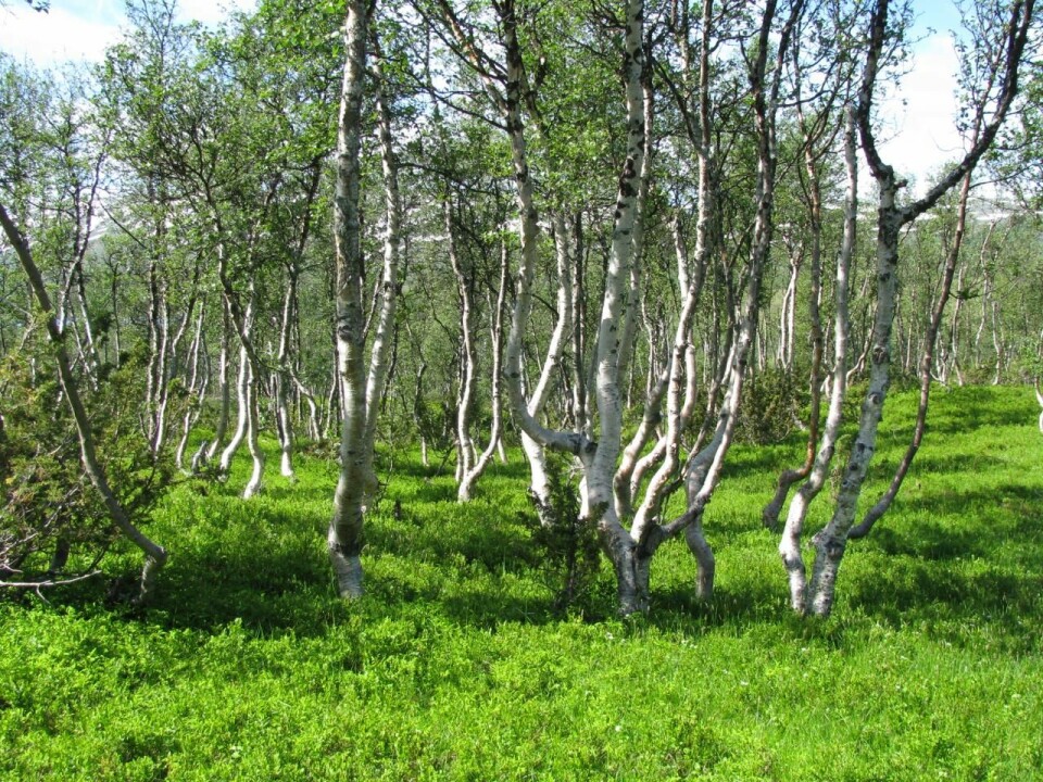Bjørk (Betula pubescens). (Foto: Erkki Rauvala)