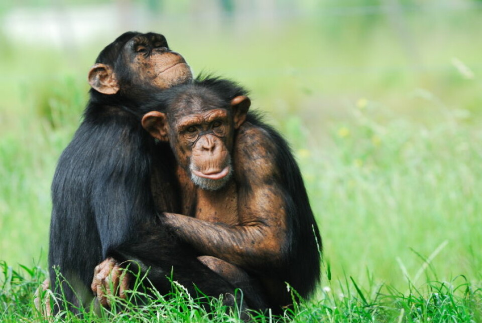 'Hvor medfølende er egentlig sjimpanser? (Foto: Istockphoto)'