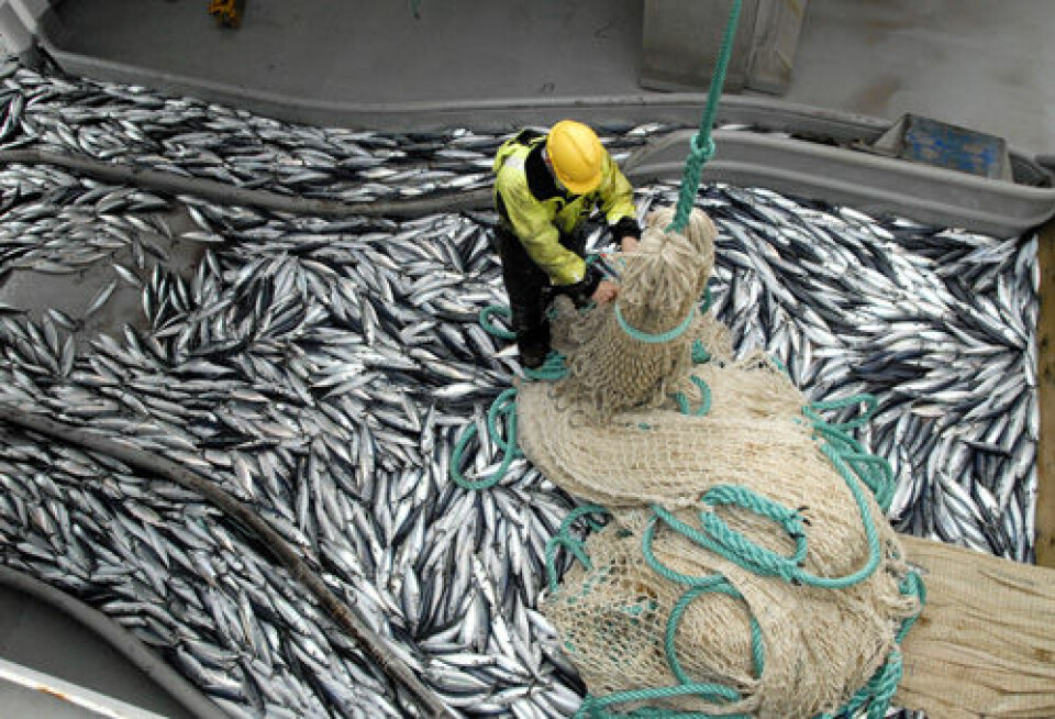 Bildet viser norsk forsknignsfangst av makrell med trål. I likhet med makrellen i vår del av Atlanterhavet flytter også makrellen utenfor kysten av Nord-Amerika nordover i takt med varmere hav. (Foto: Leif Nøttestad/Havforskningsinstituttet)