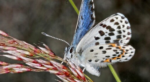 Har du sett sommerfuglen klippeblåvinge?