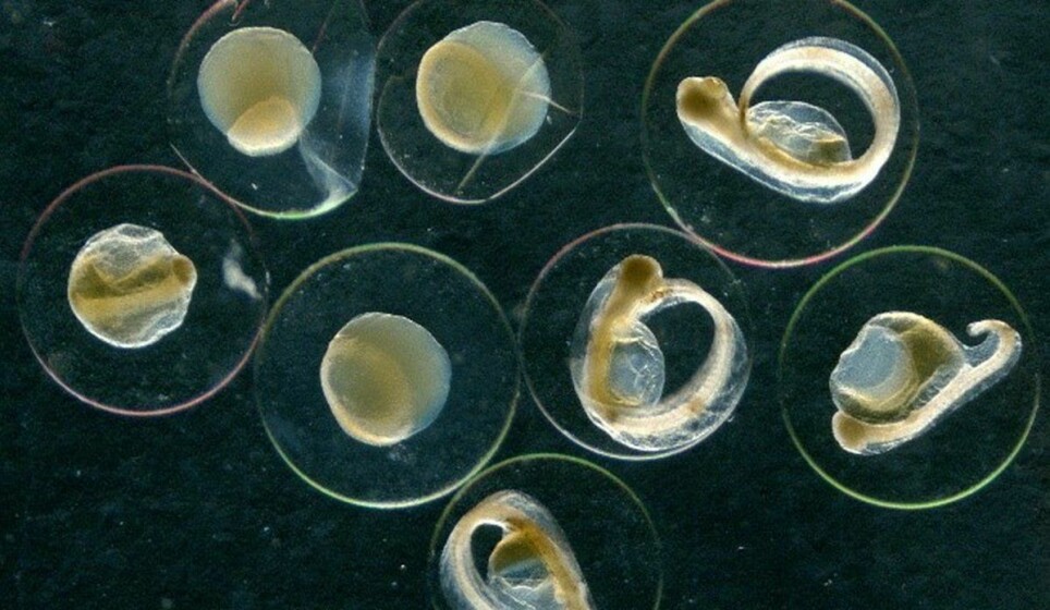 Gapeflyndre-egg (Hippoglossoides platessoides) i forskjellige stadier, hentet i Nordsjøen som en del av kartleggingen.