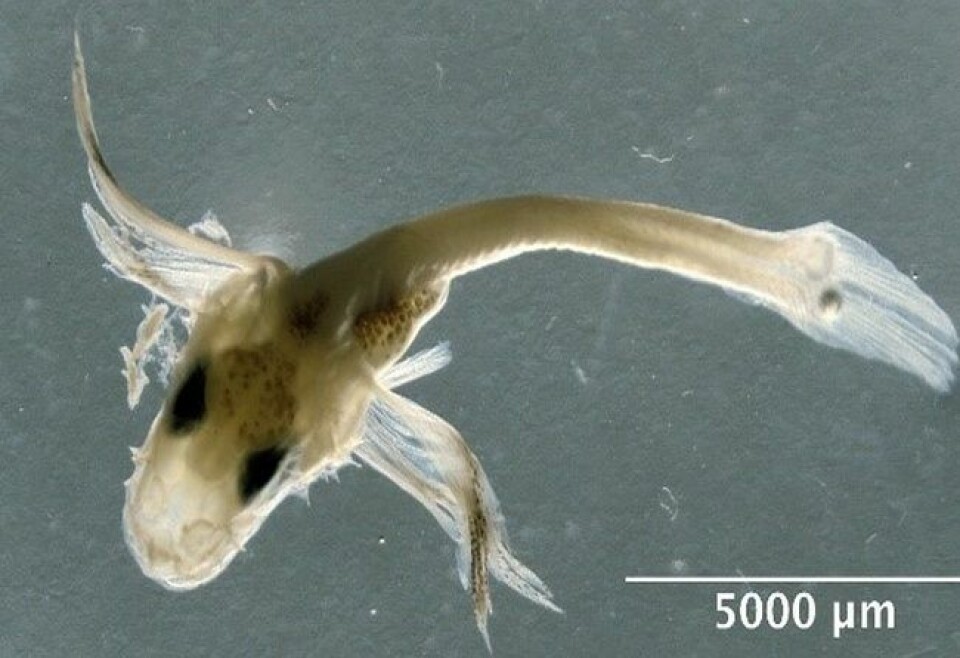 Denne knurren (Eutrigla gurnardus) ble fanget under kartleggingen i Nordsjøen. (Foto: Havforskningsinstituttet)