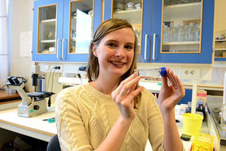 Stine Christoffersen har gjort eksperimenter med cellekulturer som denne. Nå skal hun gjenta forsøkene på dyr. (Foto: Hilde Lynnebakken)