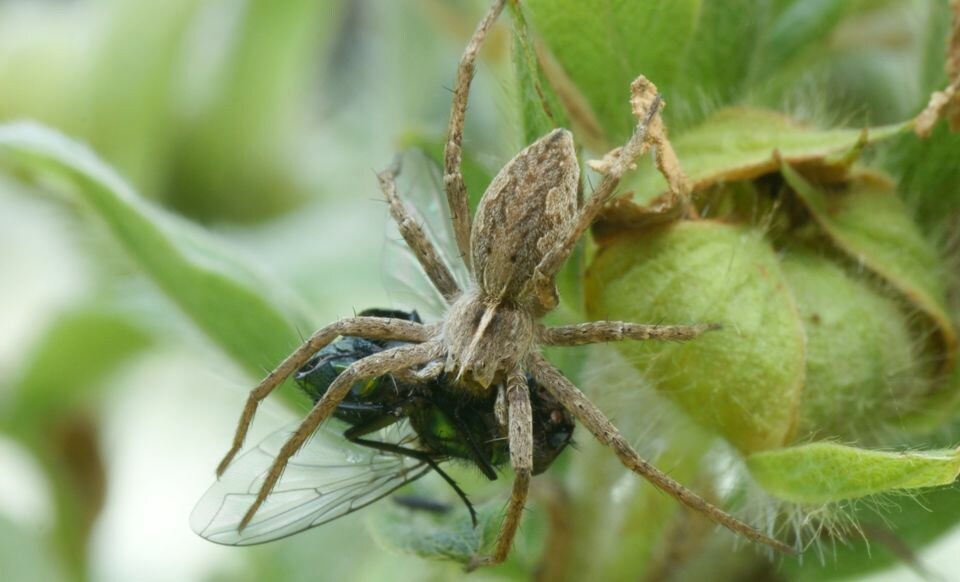 Det å drasse rundt på et svært bytte, i håp om å treffe på ei dame, gjør edderkoppen mindre lett til beins enn vanlig. Dermed øker sjansen for at han selv blir noens måltid. (Foto: Leviathan/Wikimedia Creative Commons)