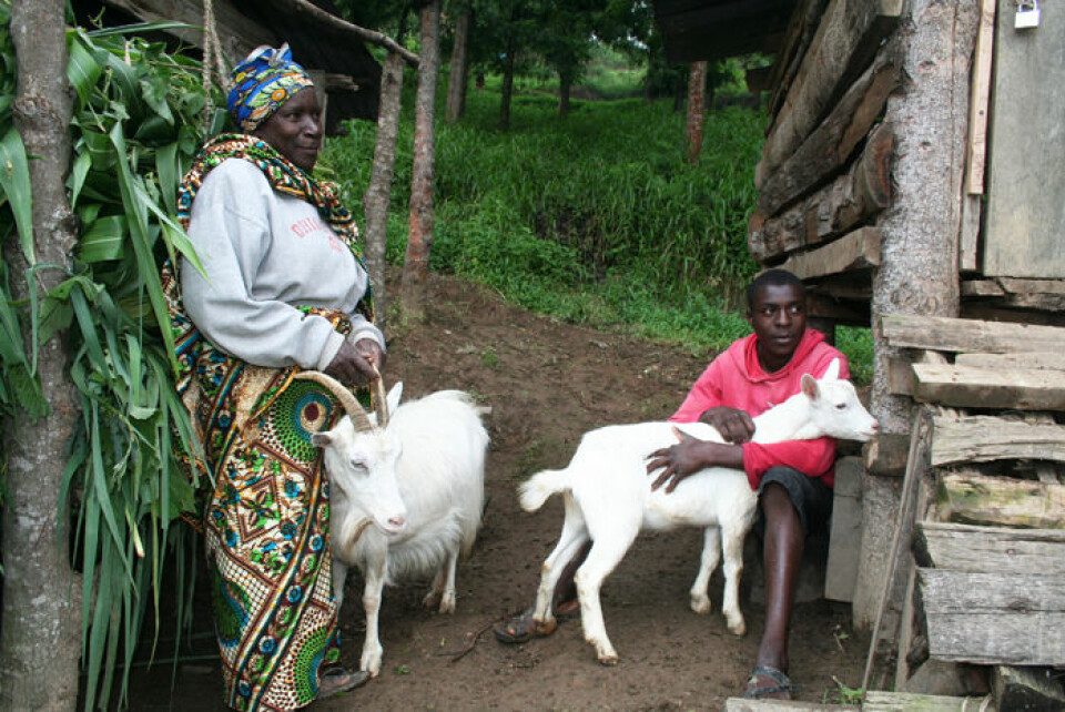 Elitha Fabian har hatt norske geiter siden 1988, året da melkegeitprosjektet kom til landsbyen. Nå har hun 15 geiter. Her får hun hjelp fra barnebarnet Gaitan Daniel Kulinyangwa til å passe dem. (Foto: Asle Rønning)