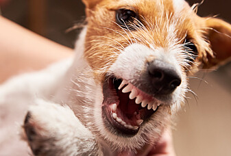 Hvorfor er noen hunder sinte?
