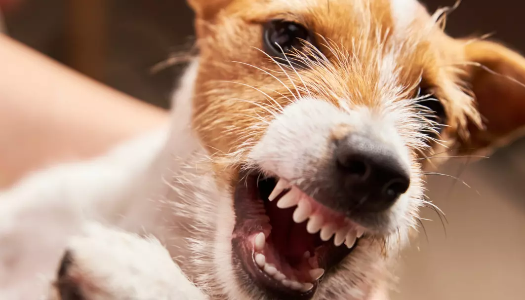 Noen hunderaser er oftere sinte enn andre, oppdaget forskerne. Dette er en Jack Russel terrier. Denne hunderasen var vanligvis ikke spesielt aggressiv.