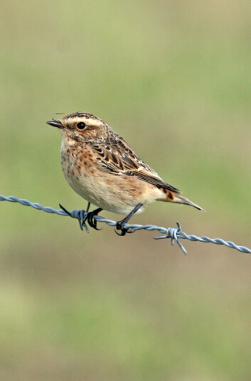 Buskskvett (Saxicola rubetra). (Foto: Hans Petter Kristoffersen / Skog og landskap) Buskskvett (Saxicola rubetra). (Foto: Hans Petter Kristoffersen / Skog og landskap)