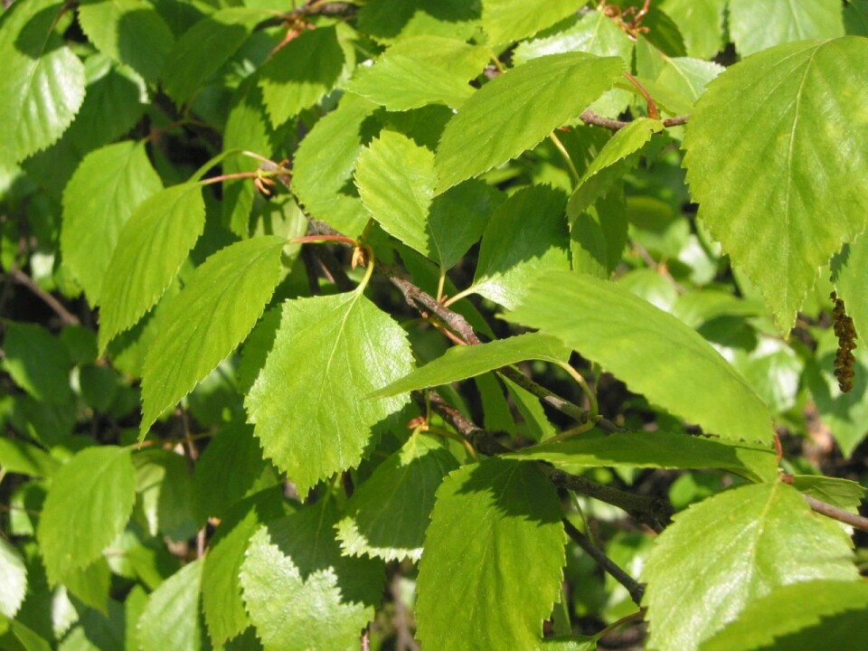 Grønne bjørkeblader. (Foto: Wikimedia commons)