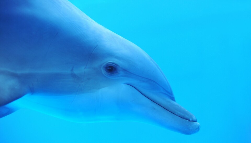 Delfiner har store hjerner, men de har også fått mindre kropp, tror forskerne.