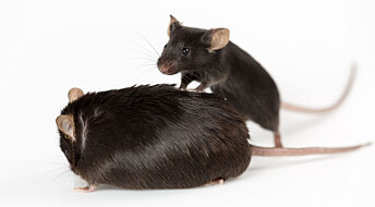 Et stoff lagd i magen bestemte om musene ble tykke