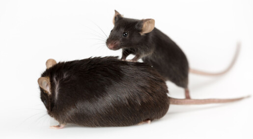 Et stoff lagd i magen bestemte om musene ble tykke