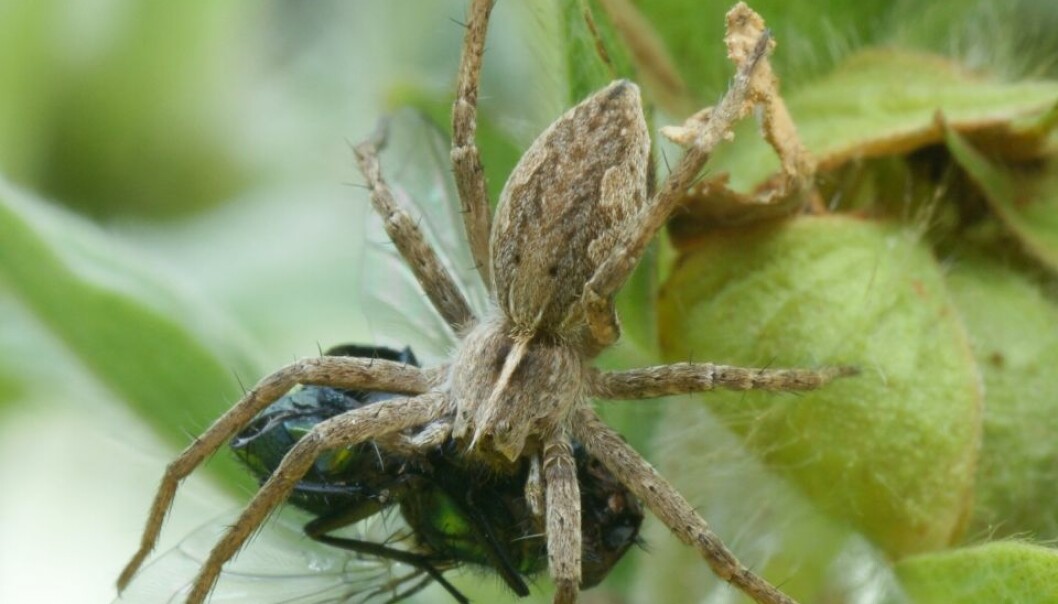 Edderkopper bytter gaver mot sex
