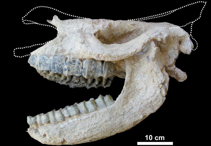 Fossiler fra vulkansk stein er sjeldne, men når de først bilr funnet er de gjerne godt bevart. Her skallen til det forhistoriske neshornet Ceratotherium neumayri. (Foto: Pierre-Olivier Antoine) Fossiler fra vulkansk stein er sjeldne, men når de først bilr funnet er de gjerne godt bevart. Her skallen til det forhistoriske neshornet Ceratotherium neumayri. (Foto: Pierre-Olivier Antoine)