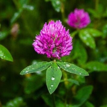 Rødkløver (Trifolium pratense) er en plante som er utbredt på enger, skrenter og beitemarker. Sauer og andre husdyr kan få fertilitetsforstyrrelser hvis de gresser lenge på rødkløvermark. Det skyldes innholdet av fytoøstrogener, isoflavoner, som kan virke som erstatning for dyrets eget østrogen, estradiol. (Foto: Colourbox) Rødkløver (Trifolium pratense) er en plante som er utbredt på enger, skrenter og beitemarker. Sauer og andre husdyr kan få fertilitetsforstyrrelser hvis de gresser lenge på rødkløvermark. Det skyldes innholdet av fytoøstrogener, isoflavoner, som kan virke som erstatning for dyrets eget østrogen, estradiol. (Foto: Colourbox)
