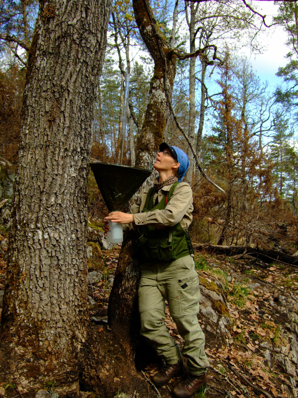 Anne Sverdrup-Thygeson henger opp insektfeller i en eik er fra skogbrannområdet i Froland i Aust-Agder, det som i dag er Jurdalsknuten naturreservat. (Foto: Tor Erik Brandrud / NINA)
