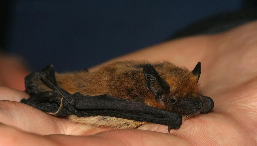 Flaggermus-typen som ble brukt i forskningen. Den kalles Pipstrellus kuhlii. Flaggermus-typen som ble brukt i forskningen. Den kalles Pipstrellus kuhlii.