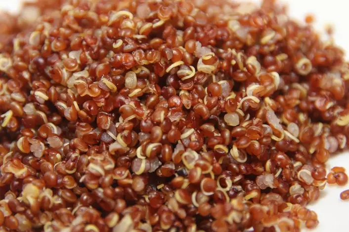 Den søramerikanske planten quinoa har like stort proteininnhald som egg, og kan eigne seg for dyrking i Noreg. Det kan bli ein av plantane vi bruker meir av i framtida. (Foto: Blairingmedia, Wikimedia Commons)