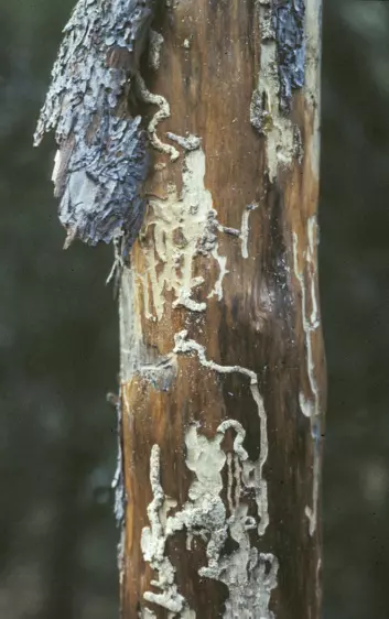 Når trær dør koloniseres de av en rekke insektarter som først konsumeres den næringsrike vekstsonen mellom barken og veden. Disse gnagemerkene er fra en trebukk. (Foto: Jogeir Stokland / Skog og landskap)