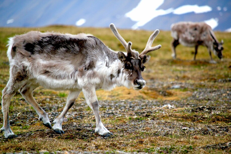 Forskerne har også sett på hvordan villrein på Svalbard påvirkes av klimaendringene.