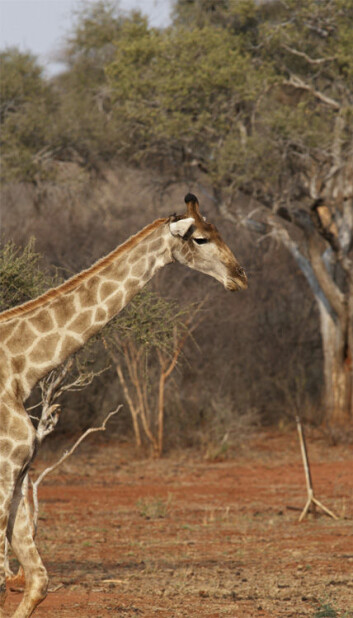 Ekspedisjon til verdens høyeste dyr. En sjiraff kan bli opp til fem meter høy og veie nesten to tonn. (Foto: Colourbox)