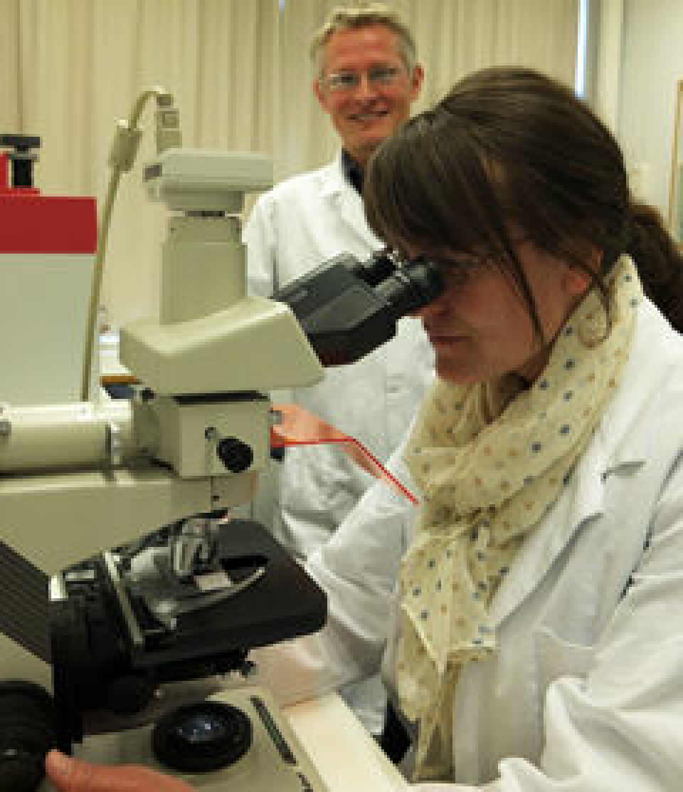 Gunnar Thuestad og stipendiat Ranveig Ottøy Olsen studerer fargede celler i mikroskop. (Foto: Norunn K. Torheim)